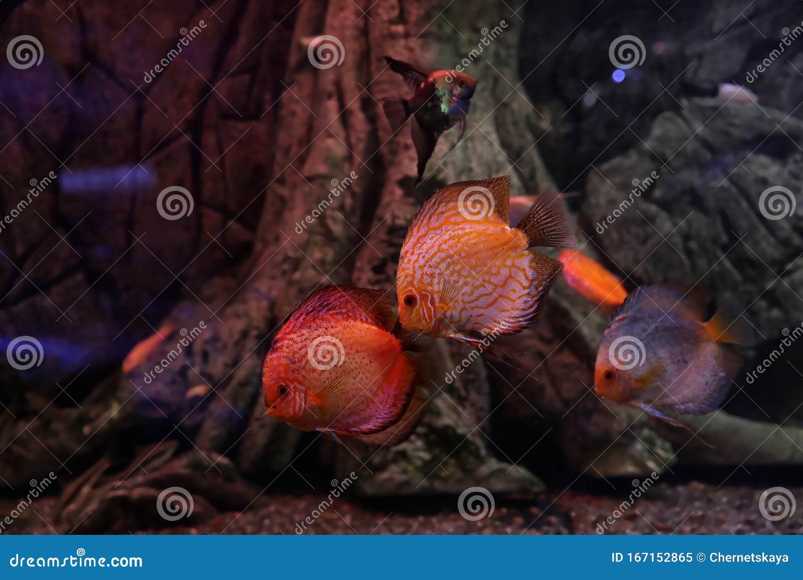Beautiful Discus Fish in Aquarium Water Stock Image Image of shoal, discus 167152865