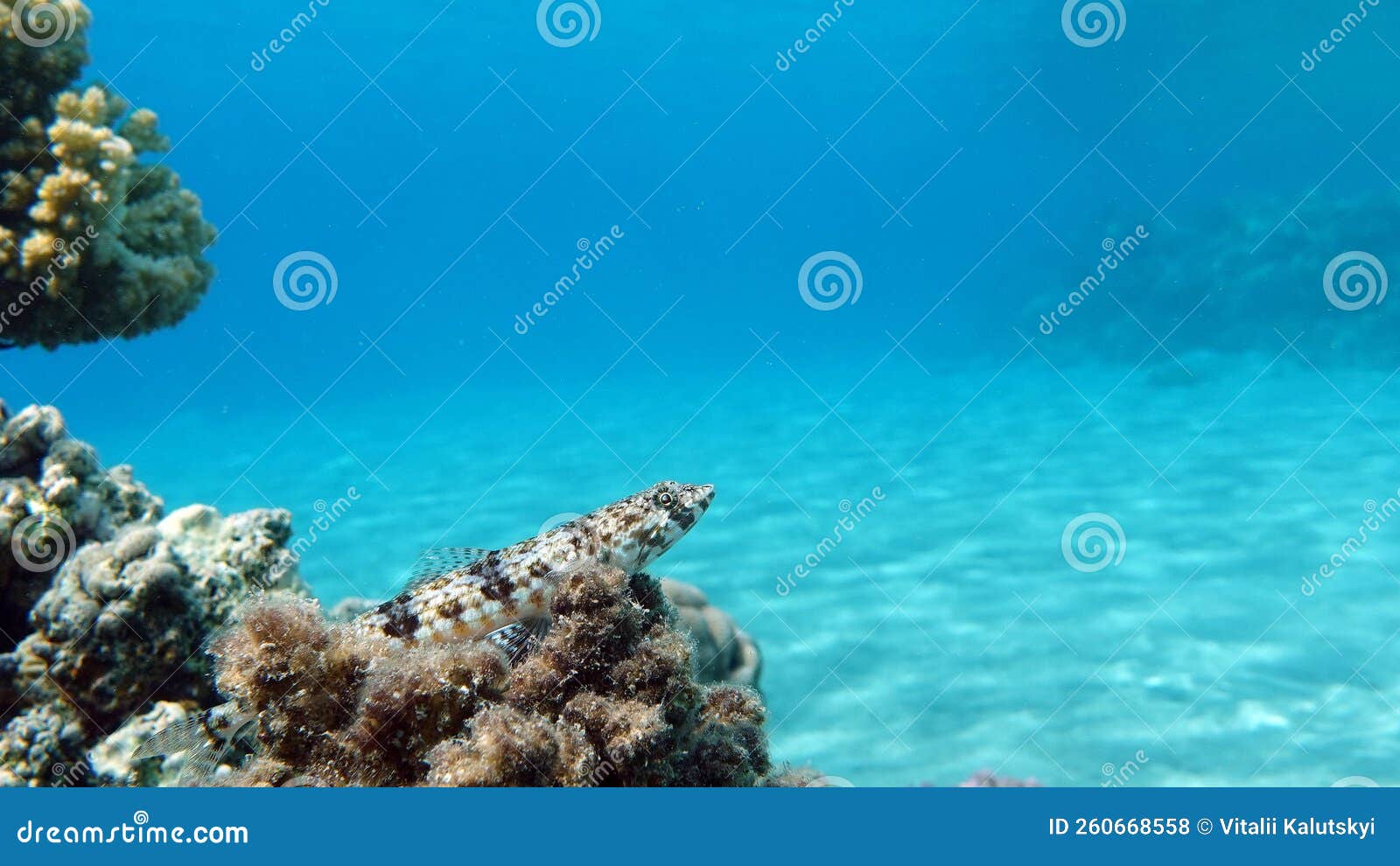 Beautiful Fish On The Reefs Of The Red Sea. Royalty-Free Stock Image ...