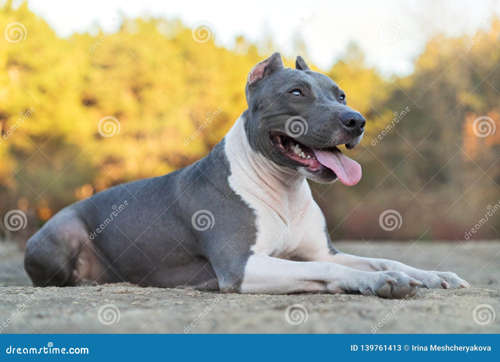 staffordshire bull pups