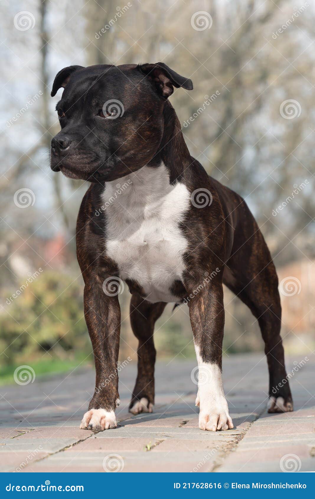 Beautiful Dog of Staffordshire Bull Terrier Breed, of Tiger Stripped ...