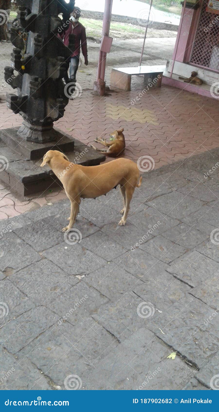 dog door step down