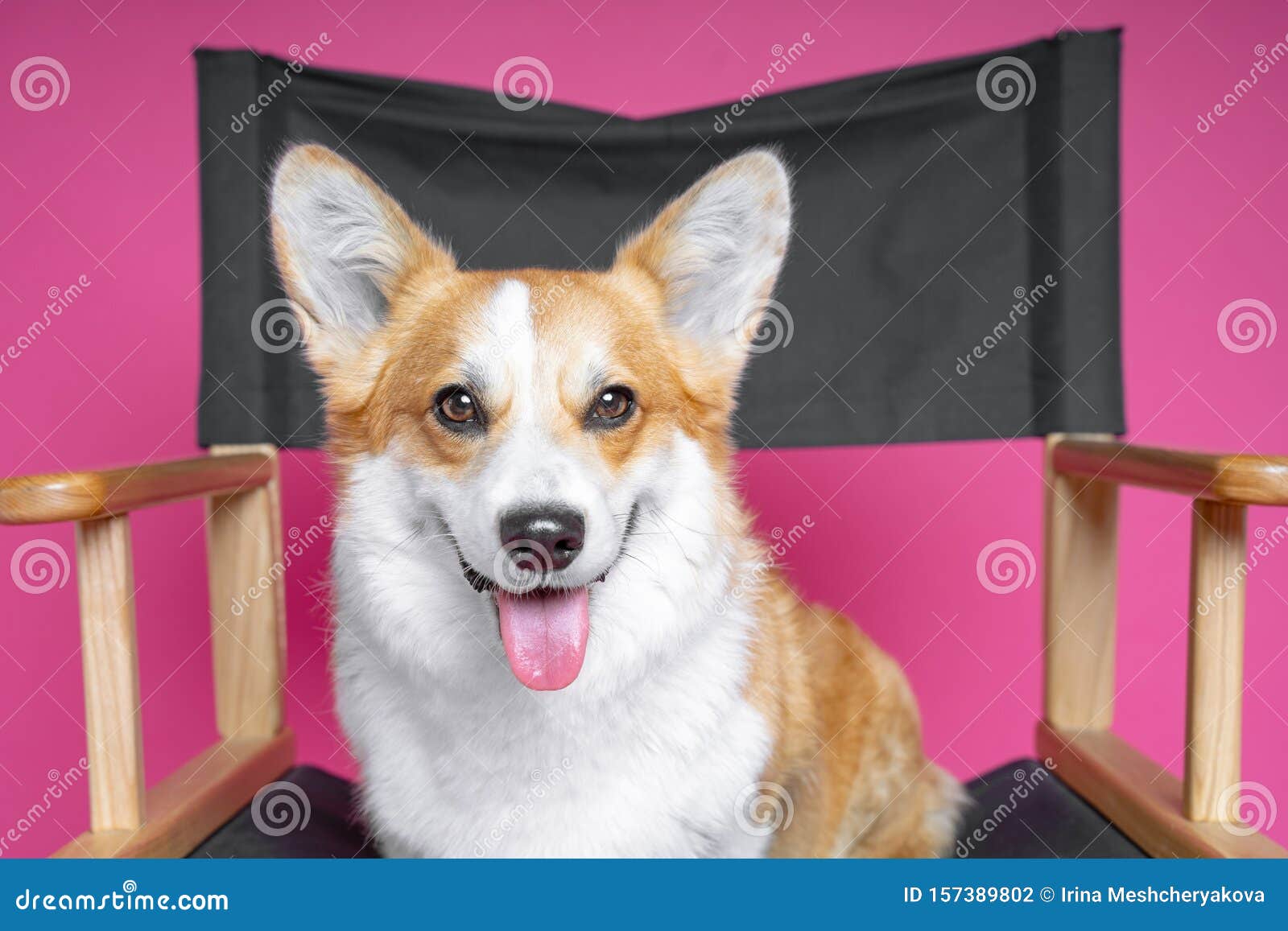 beautiful dog welsh pembroke corgi sits on a directorÃ¢â¬â¢s armchair on a pink background