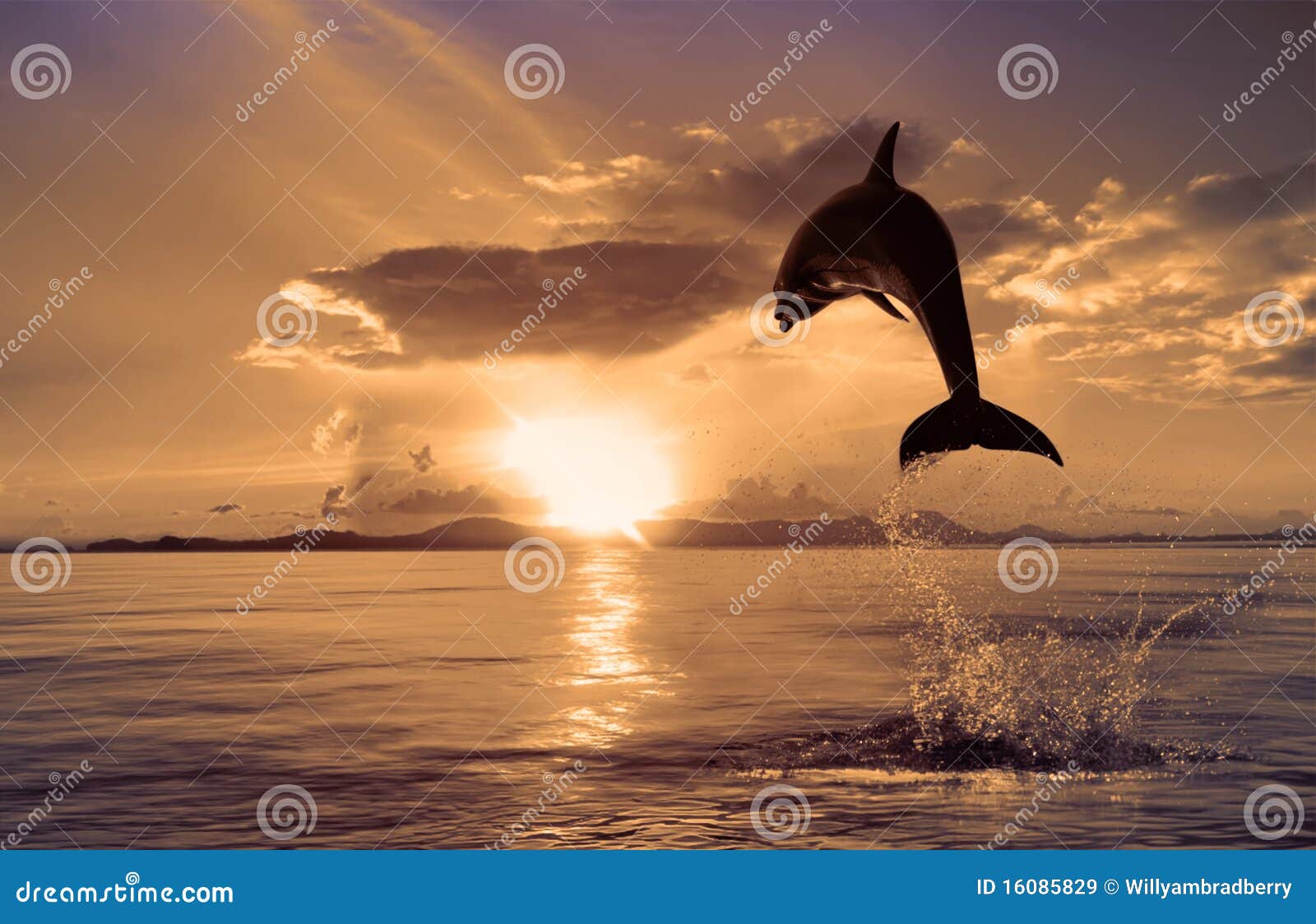 beautiful dolphin jumping from shining water