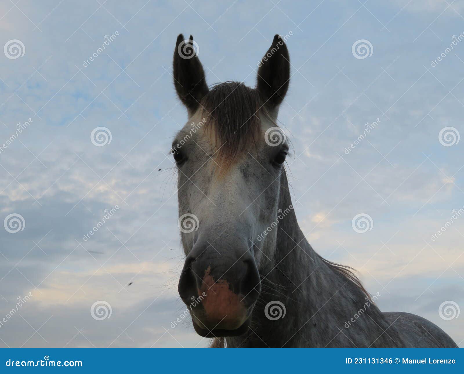 beautiful domestic animal ride walk training high speed