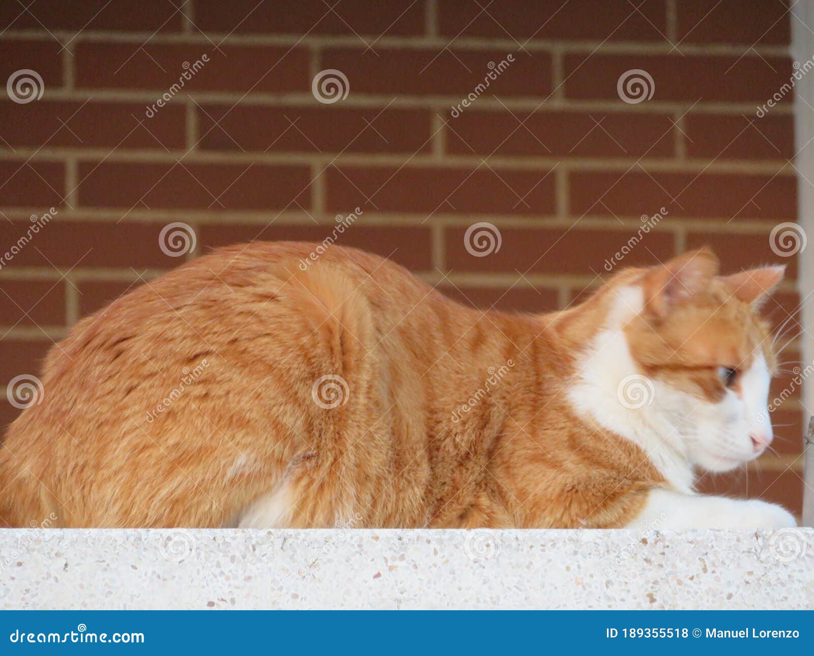Beautiful Domestic Cat Affectionate Quiet Affectionate Watchman Stock