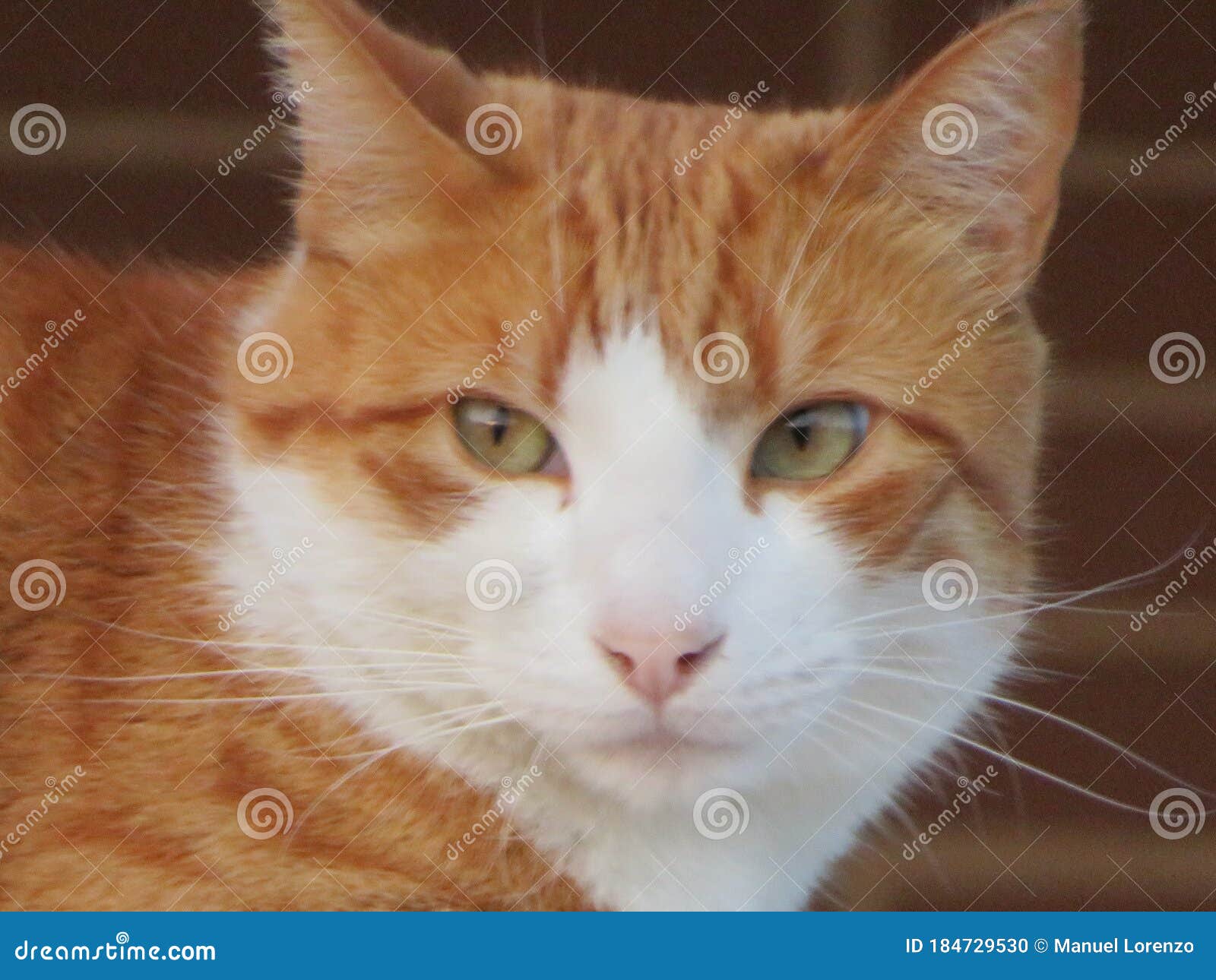 beautiful domestic cat affectionate quiet affectionate watchman