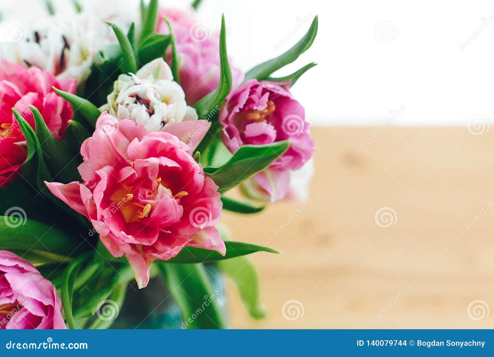 Beautiful Double Peony Tulips in Light. Colorful Pink and Purple Tulips ...