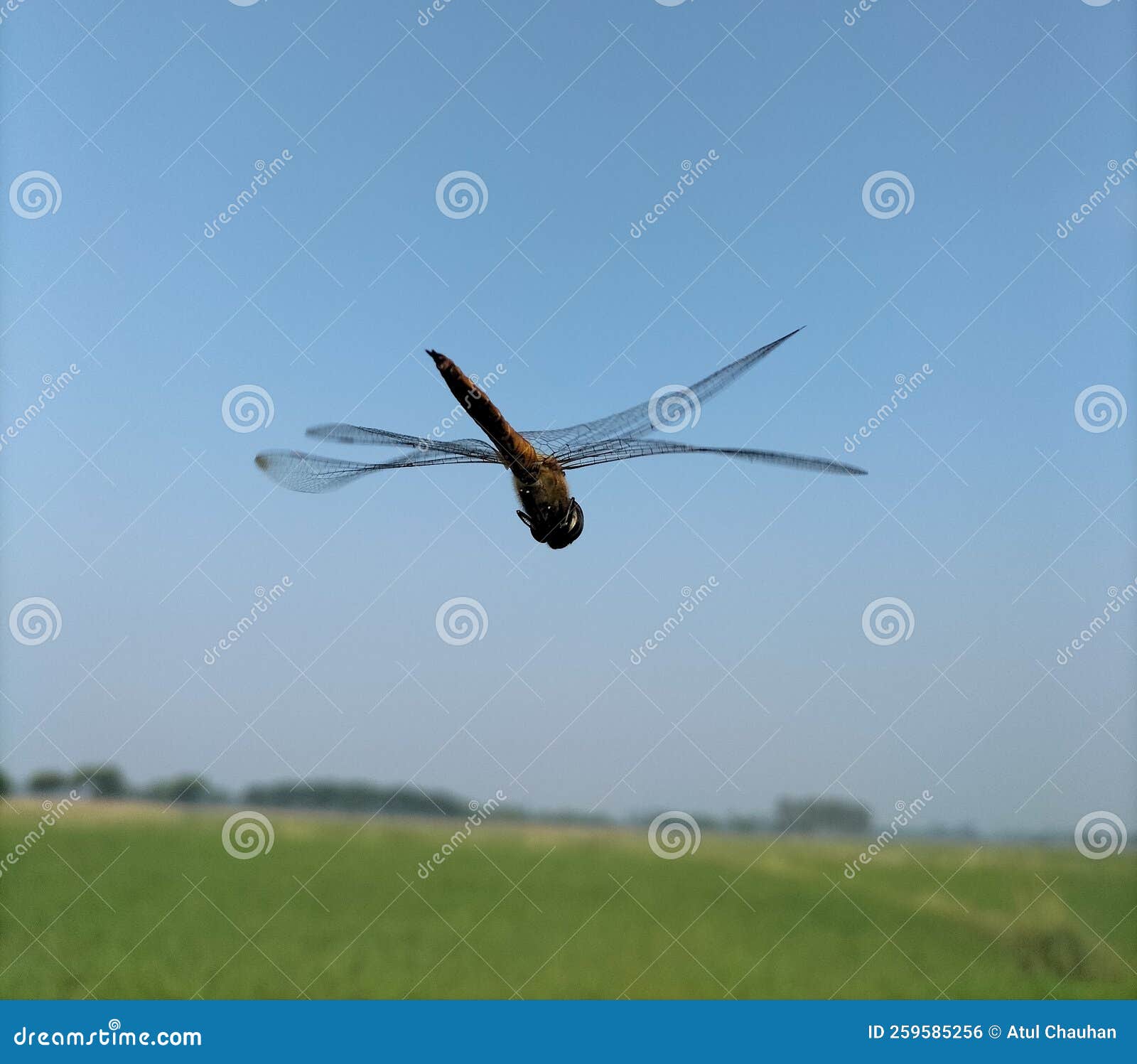 Beautiful Dragonfly Flying Closeup Wallpaper Stock Photo Image of water, aeshna 259585256