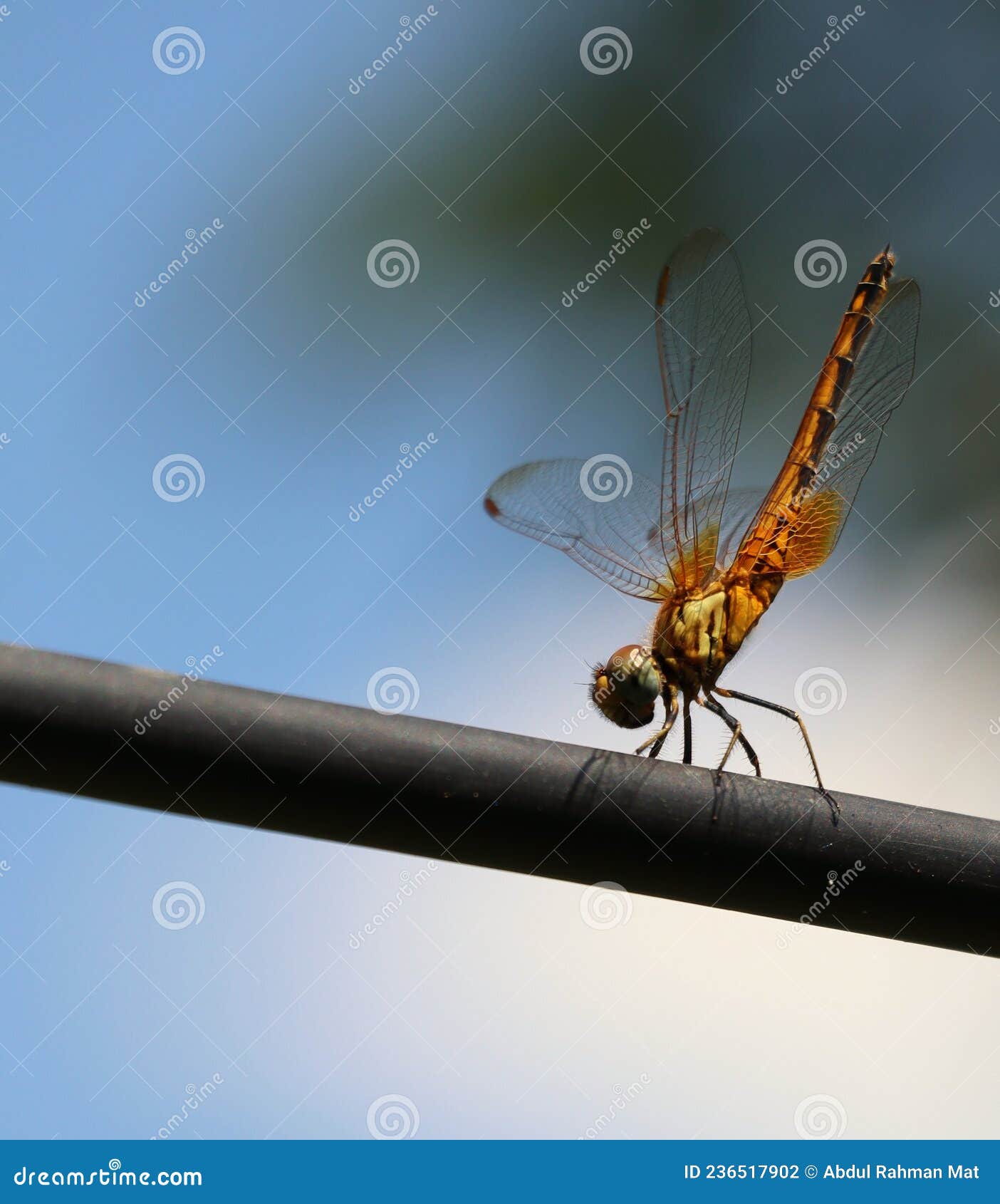 https://thumbs.dreamstime.com/z/beautiful-dragonfly-perch-placsic-pipe-closed-up-yellow-dragonfly-perch-plastic-pipe-236517902.jpg