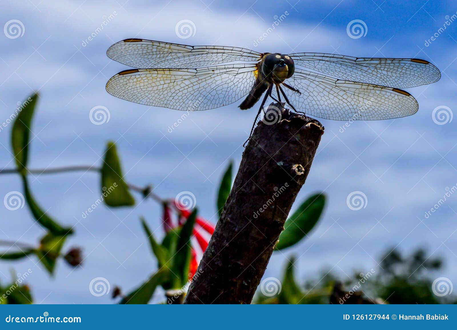 dragonfly sitting on branch with wings spread