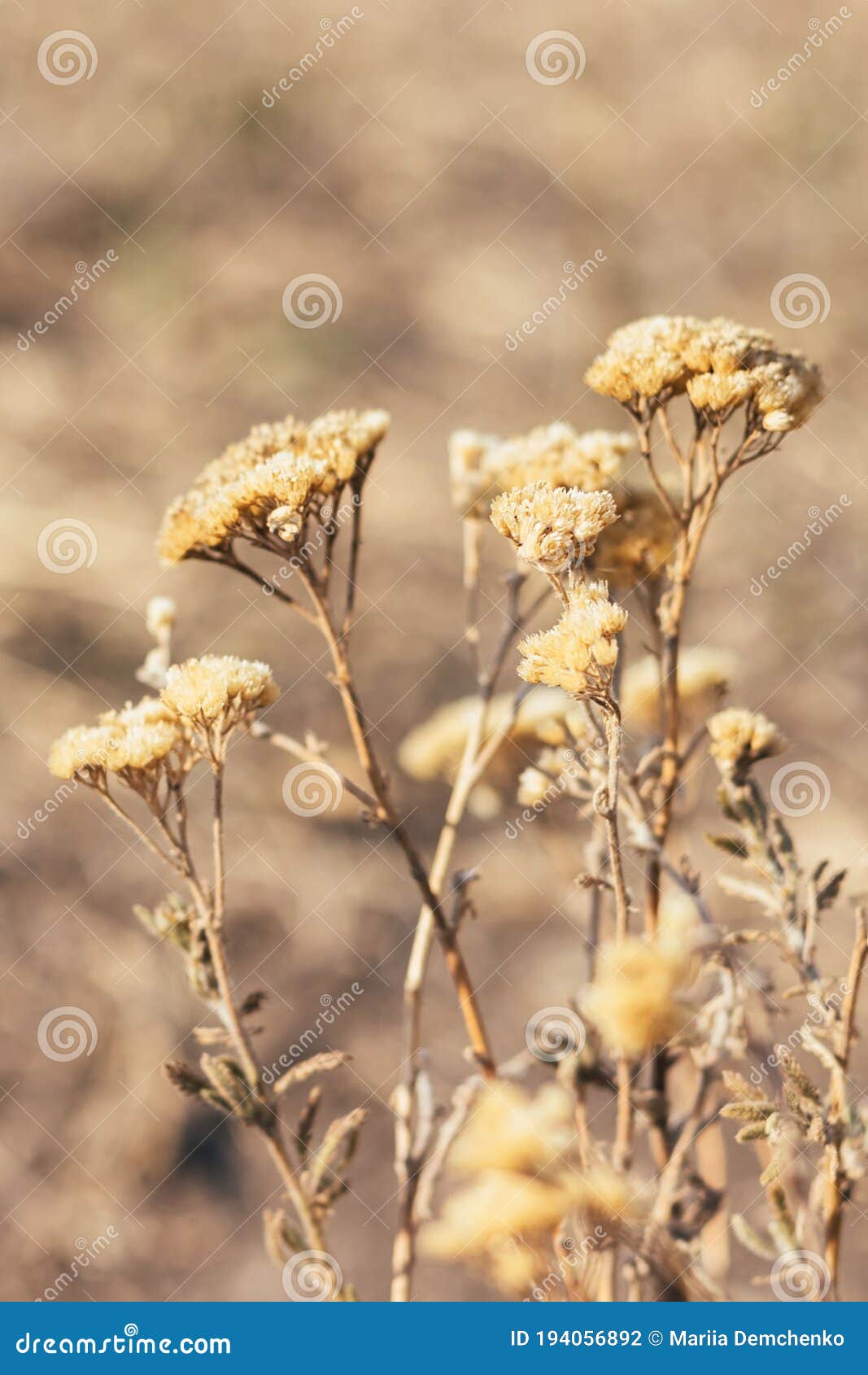 Beautiful Dried Plants, Flowers Against a Blurred Nature Background.  Vertical Photo Stock Photo - Image of plants, outdoor: 194056892