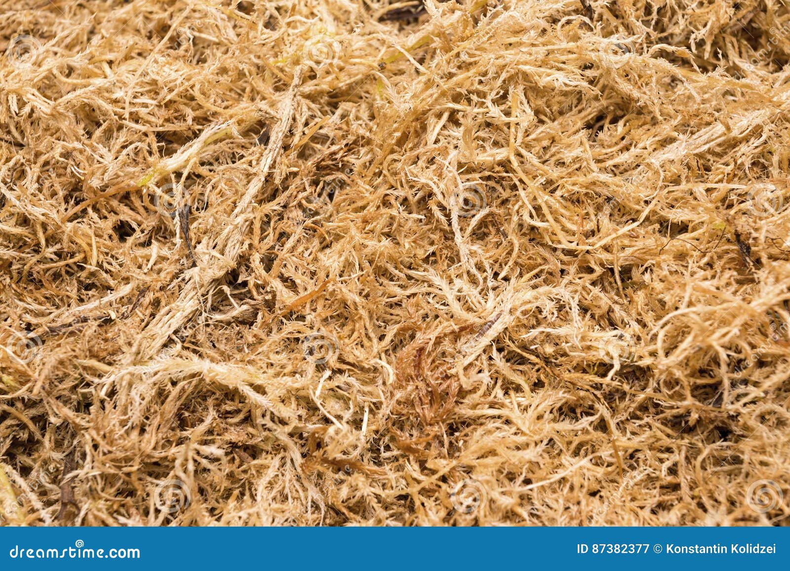 Beautiful Dried Sphagnum Moss. Stock Image Image of moss, growth