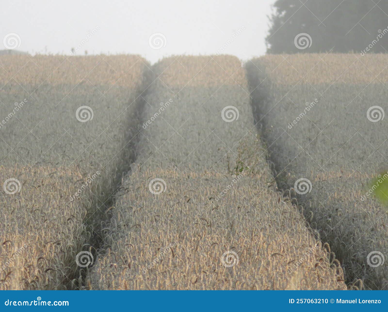 beautiful dry cereal field ready to harvest food