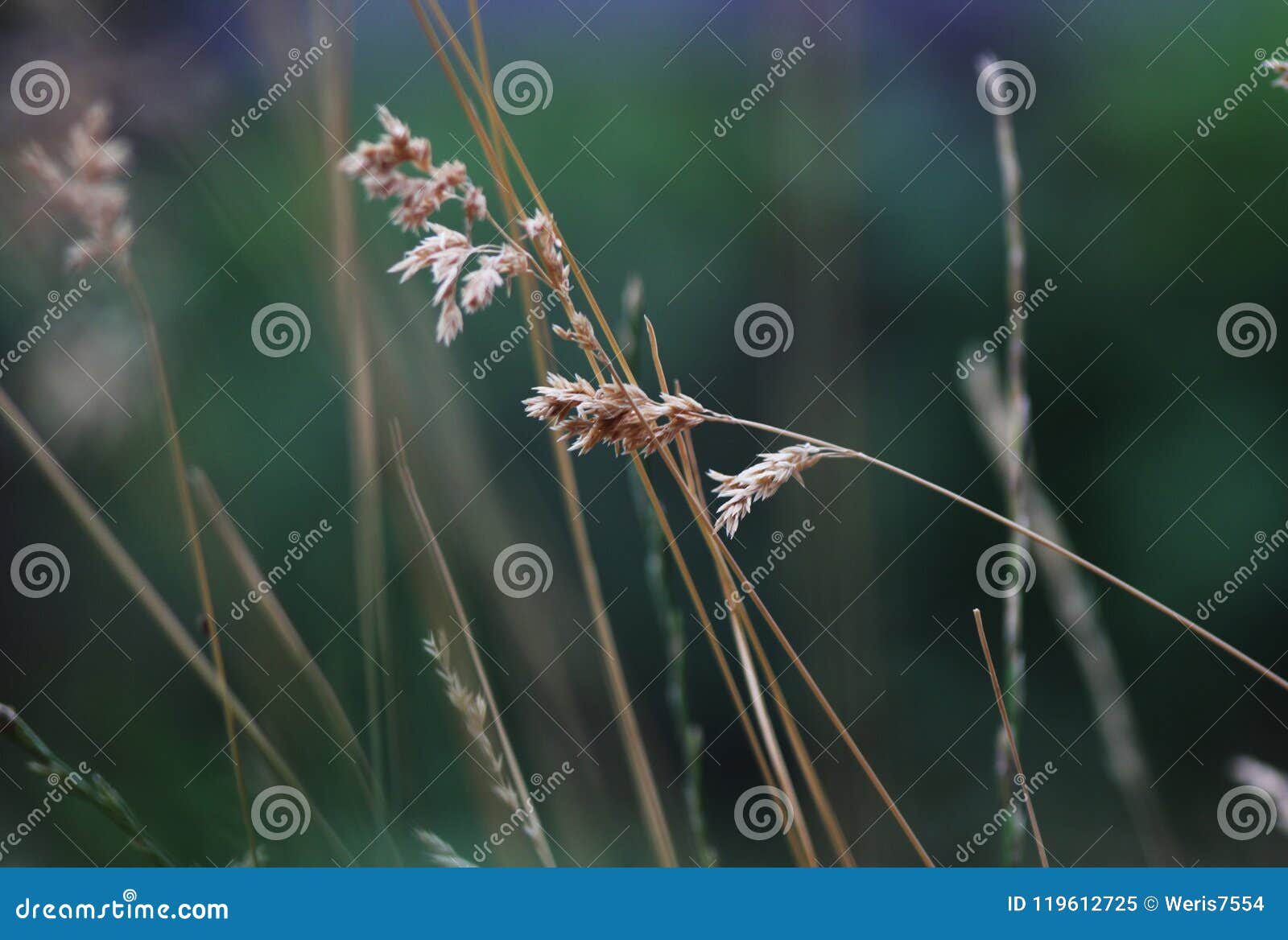 beautiful dry grass close-up macro against a strongly unfocused background. nature, art photo for poster.