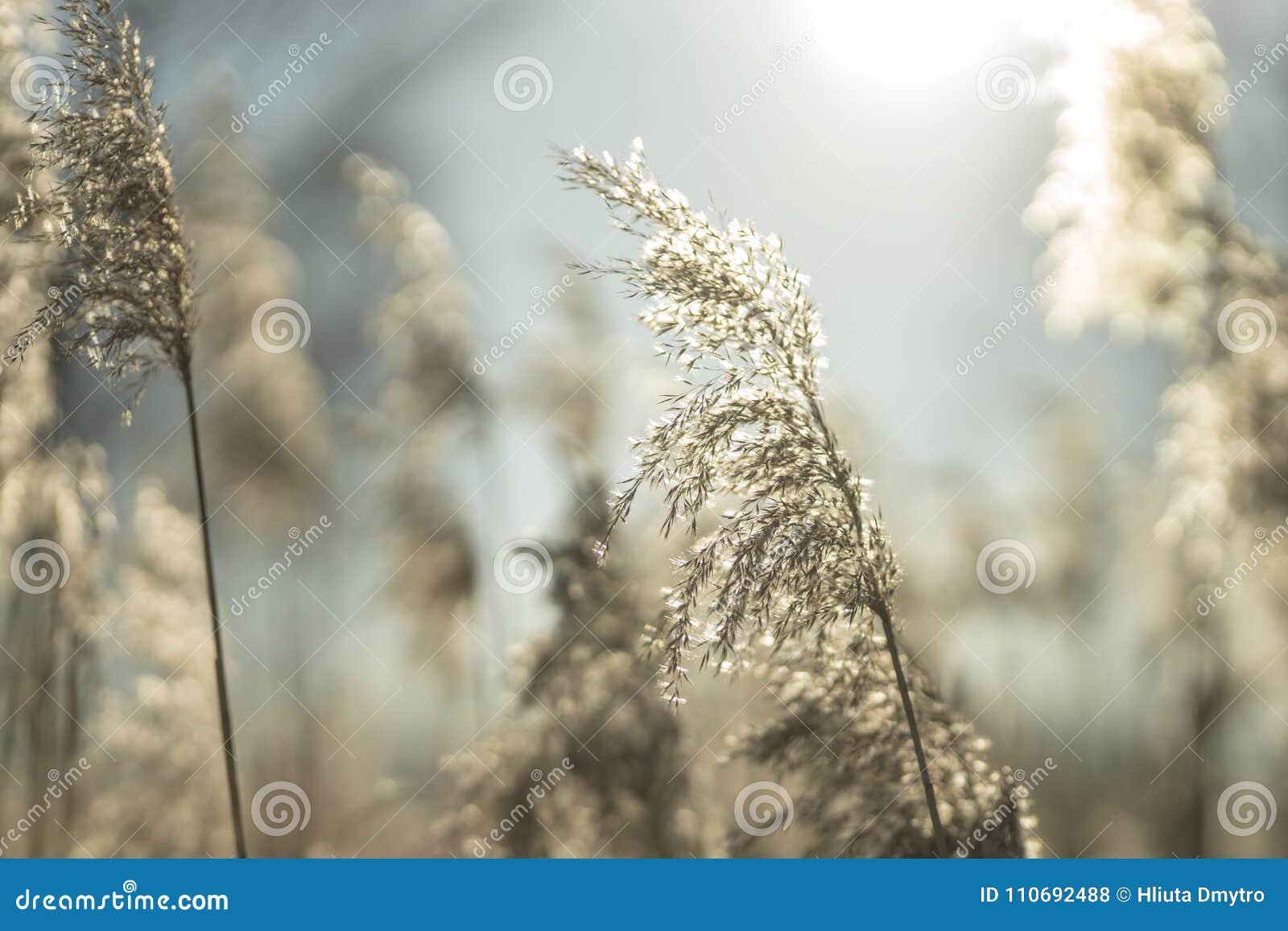 Beautiful Dry Yellow Grass on a Winter Sunny Day in the Backlight Stock