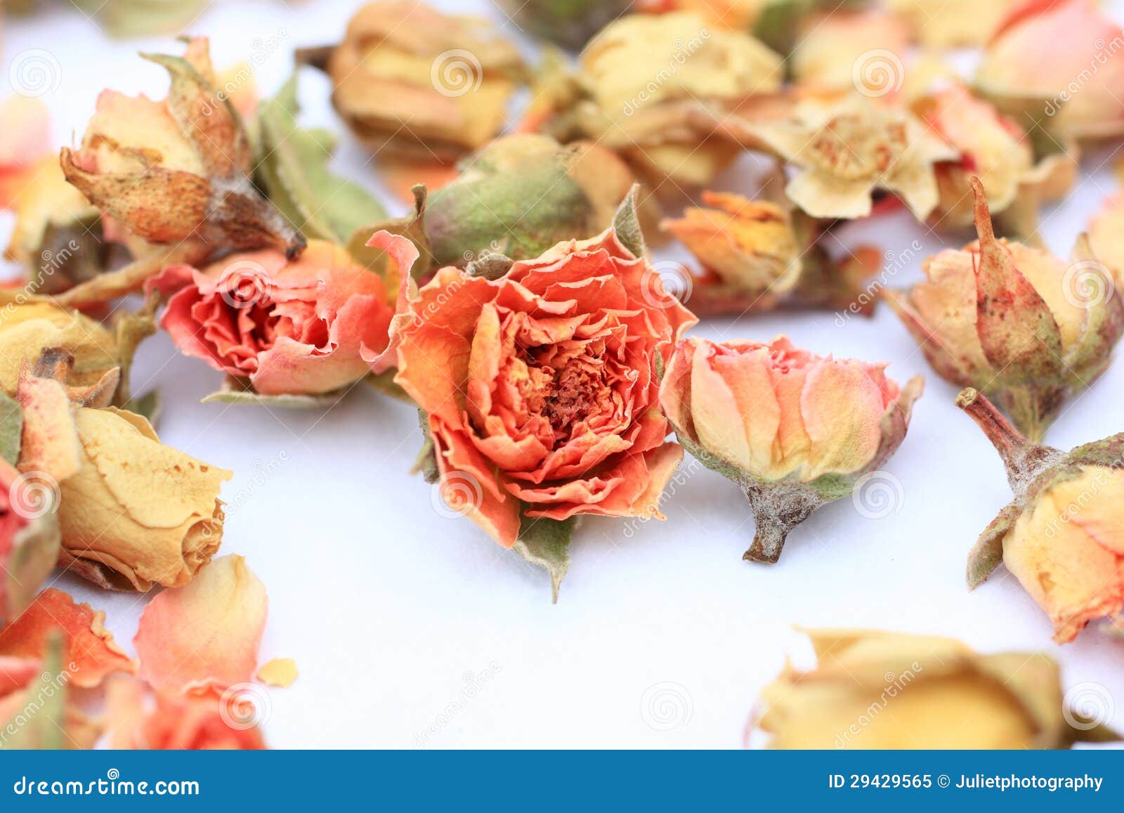 Beautiful dry roses stock image. Image of abstract, delicacy 29429565