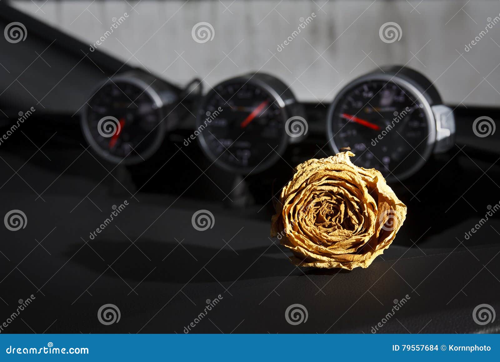 Beautiful Dry White Rose on Sport Car Console Stock Photo Image of