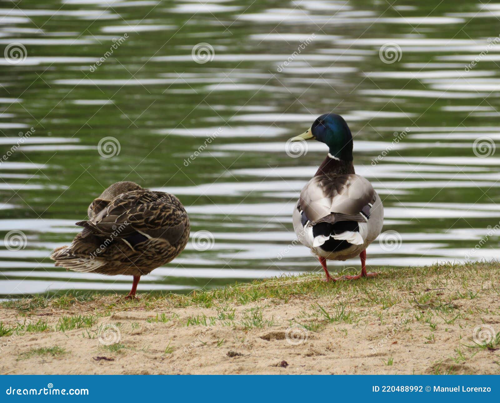 beautiful duck colored feathers water swim beak