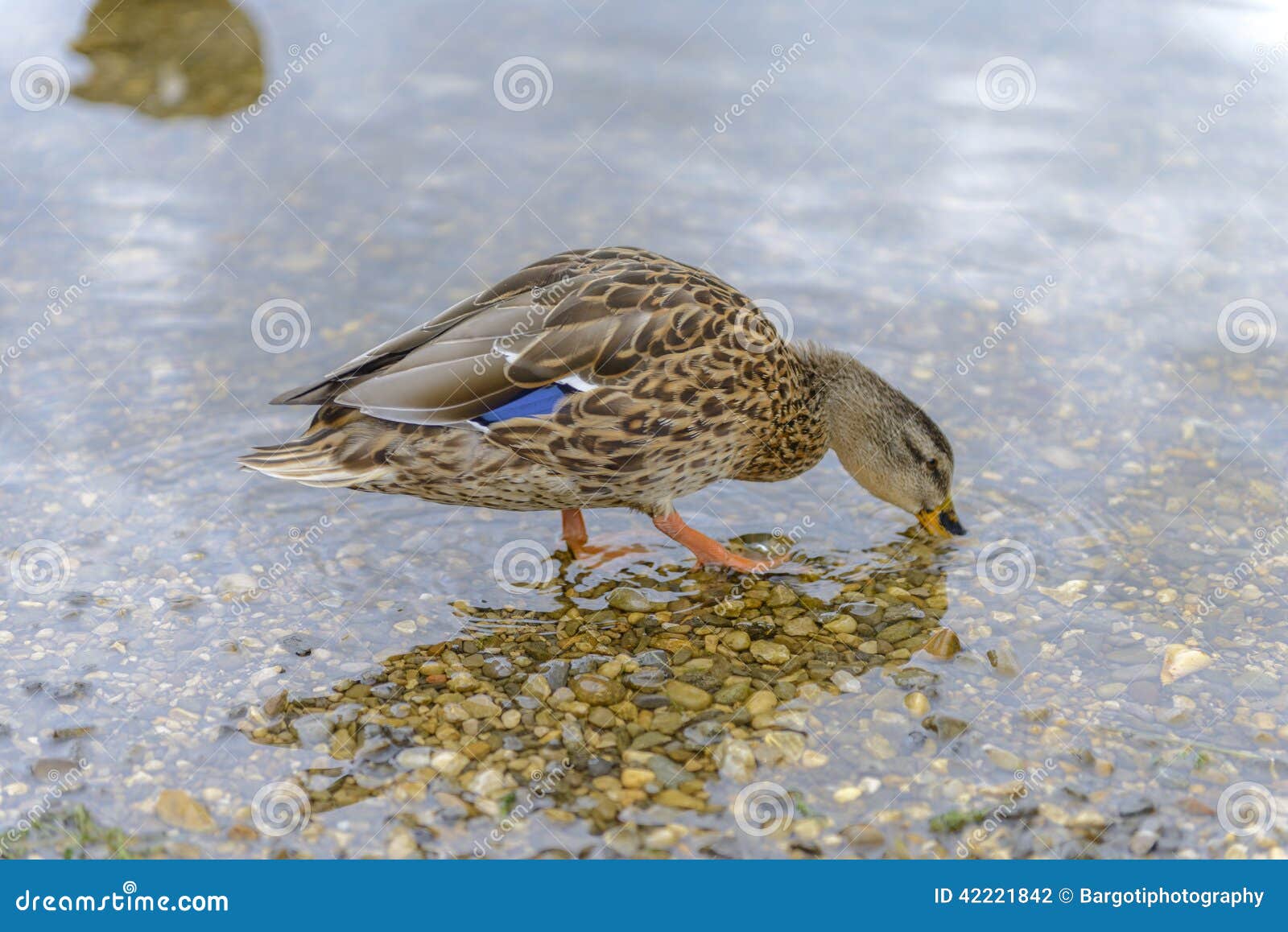 Beautiful Duck in a Pond stock photo. Image of enhanced 42221842