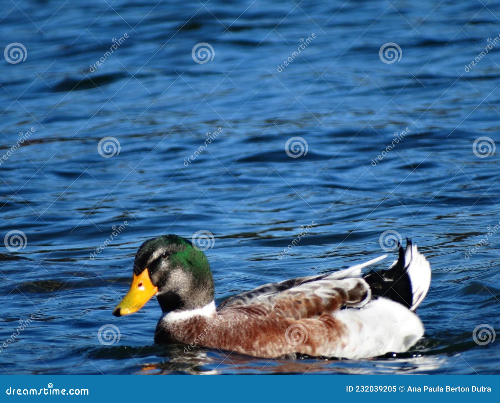 a beautiful duckling with brown feathers and a green head swimming in calm water on a sunny day