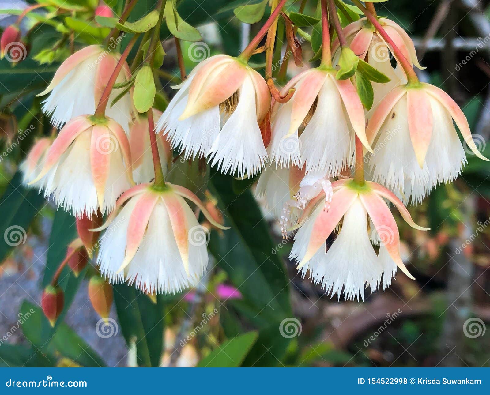 beautiful of elaeocarpus grandiflorus flowers with spider