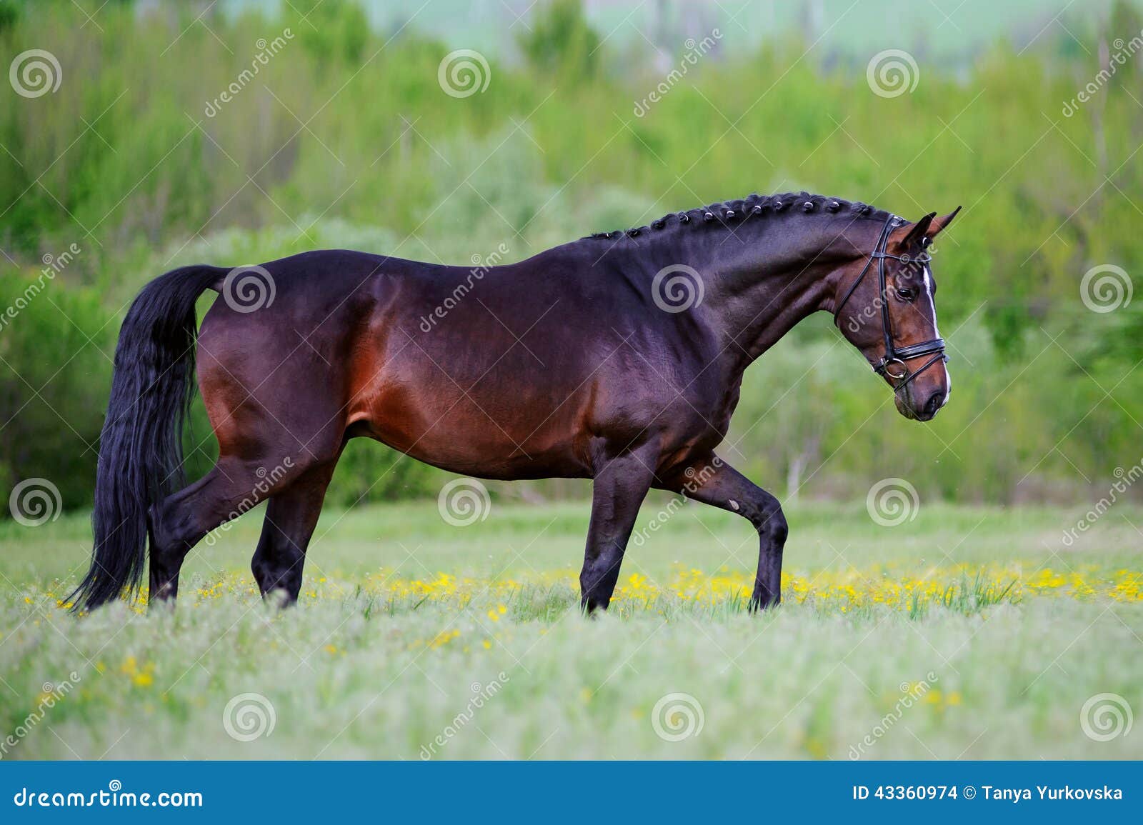 beautiful elegant stallion sporting breed bridle with braided mane
