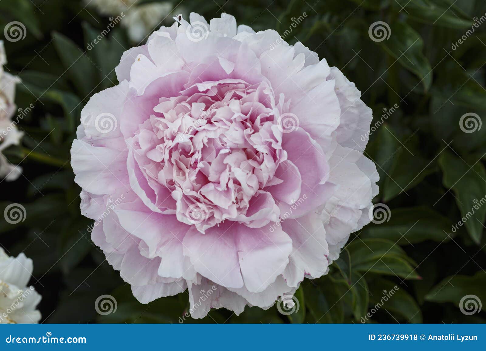 beautiful elise renault  pink  flower peony lactiflora in summer garden, close-up