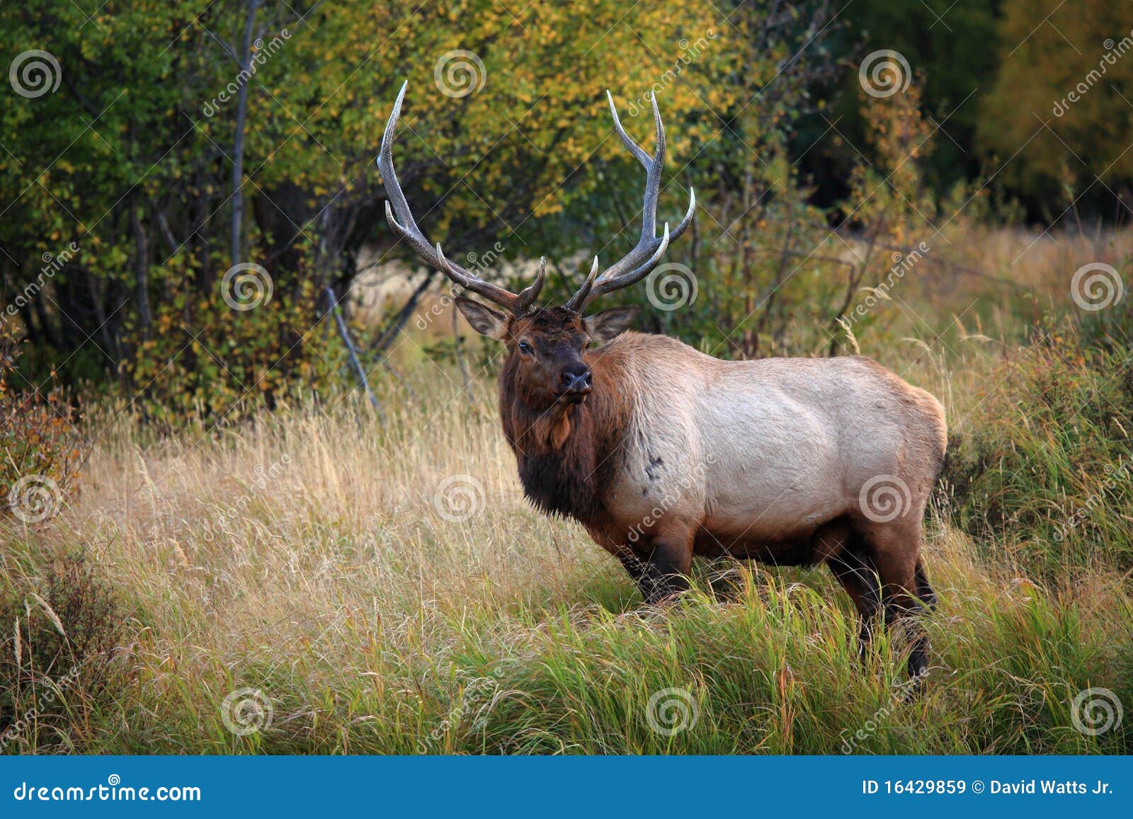 beautiful elk