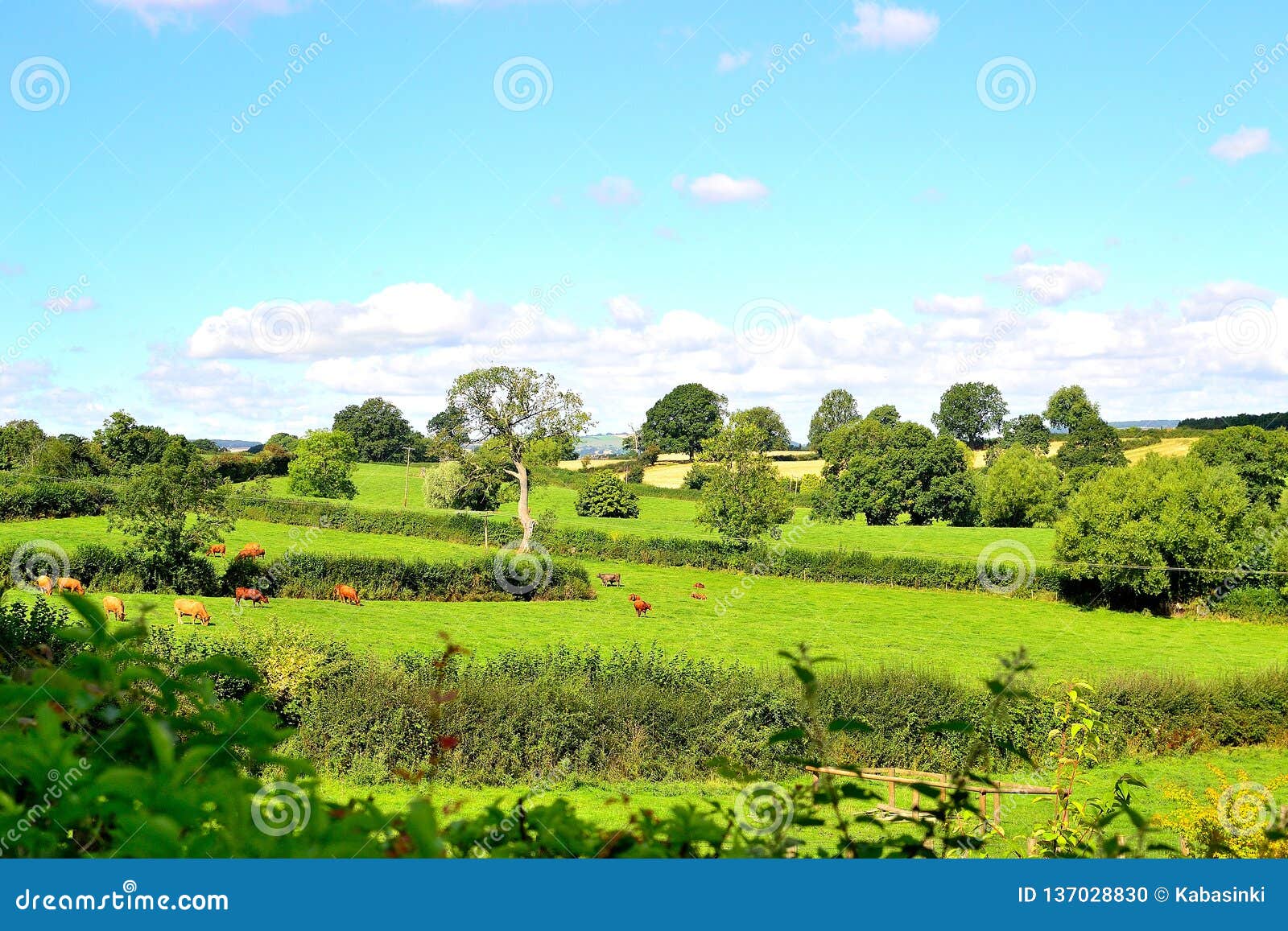 beautiful english countryside landscape in summer near ludlow in england
