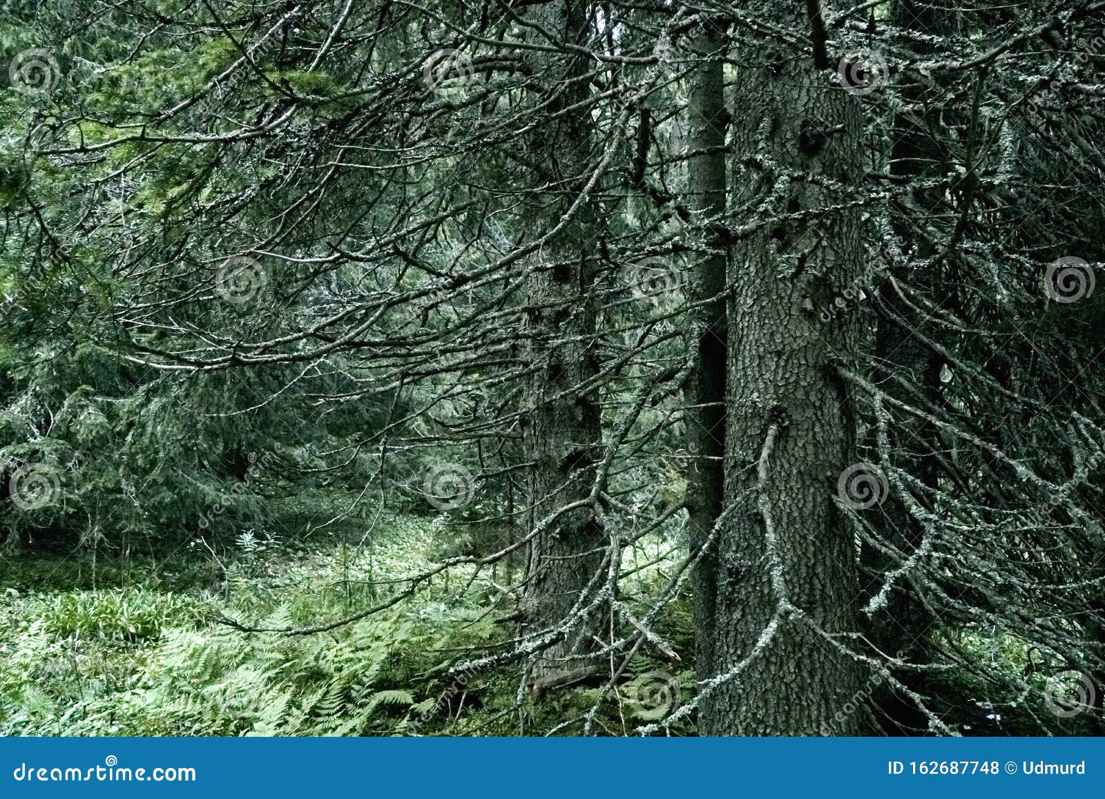 Beautiful Enigmatic Forest View of the High Tatras Mountains in the