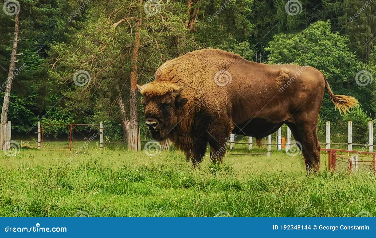 a beautiful european bison exemplar
