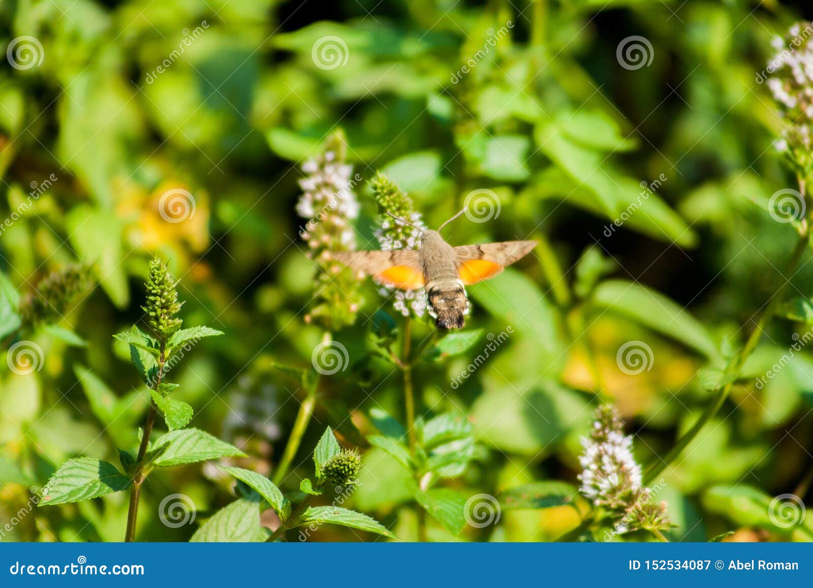 beautiful european hummingbird looking for food among the flowers