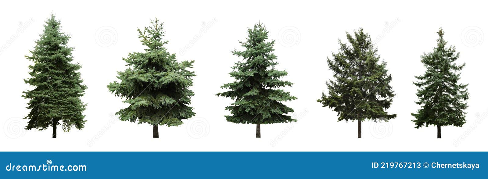 beautiful evergreen fir trees on white background, collage. banner 