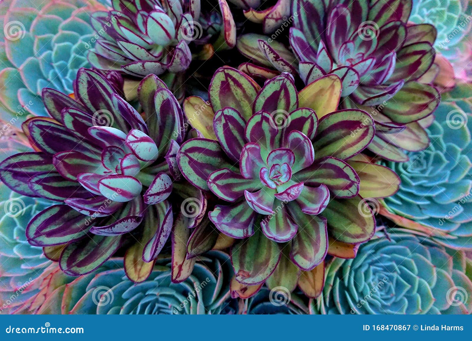151 Painted Echeveria Photos Free Royalty Free Stock Photos From Dreamstime
