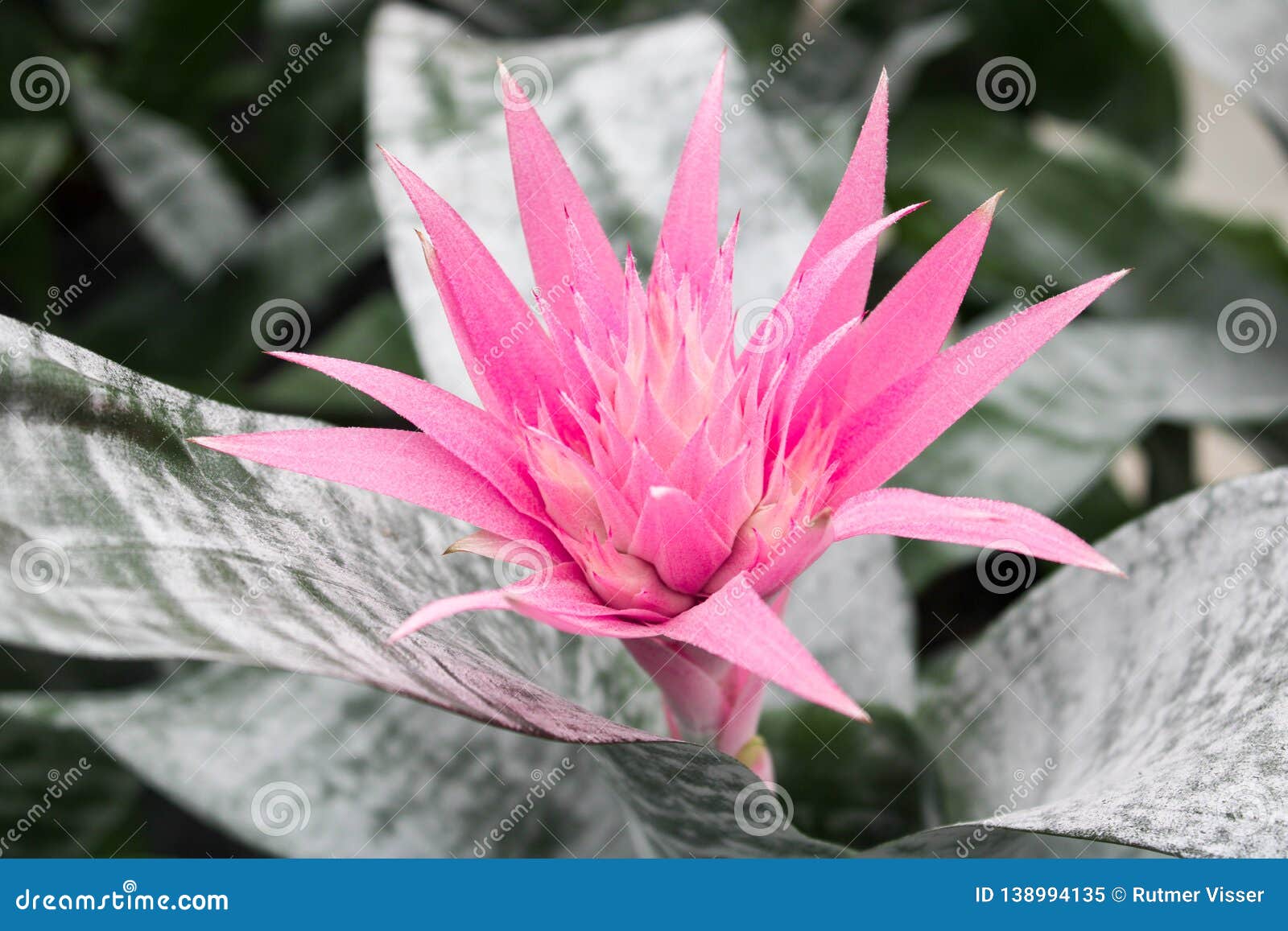 Beautiful Exotic Flower the Bromelia: Aechmea Fasciata Stock Image - Image  of flora, summer: 138994135