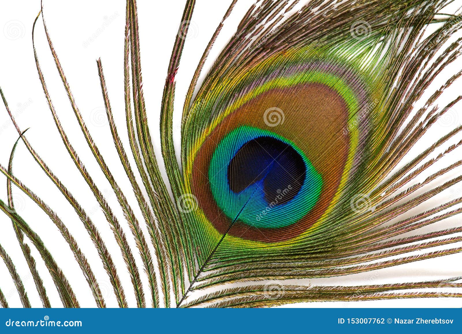 Beautiful Exotic Peacock Feathers on White Background. Close Up Stock ...