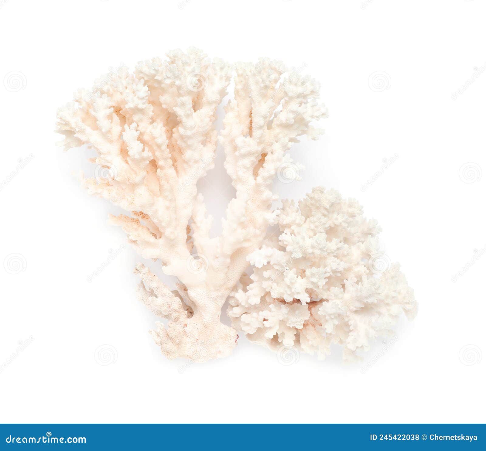 Beautiful Exotic Sea Coral Isolated on White, Top View Stock Photo - Image of reef, botany ...