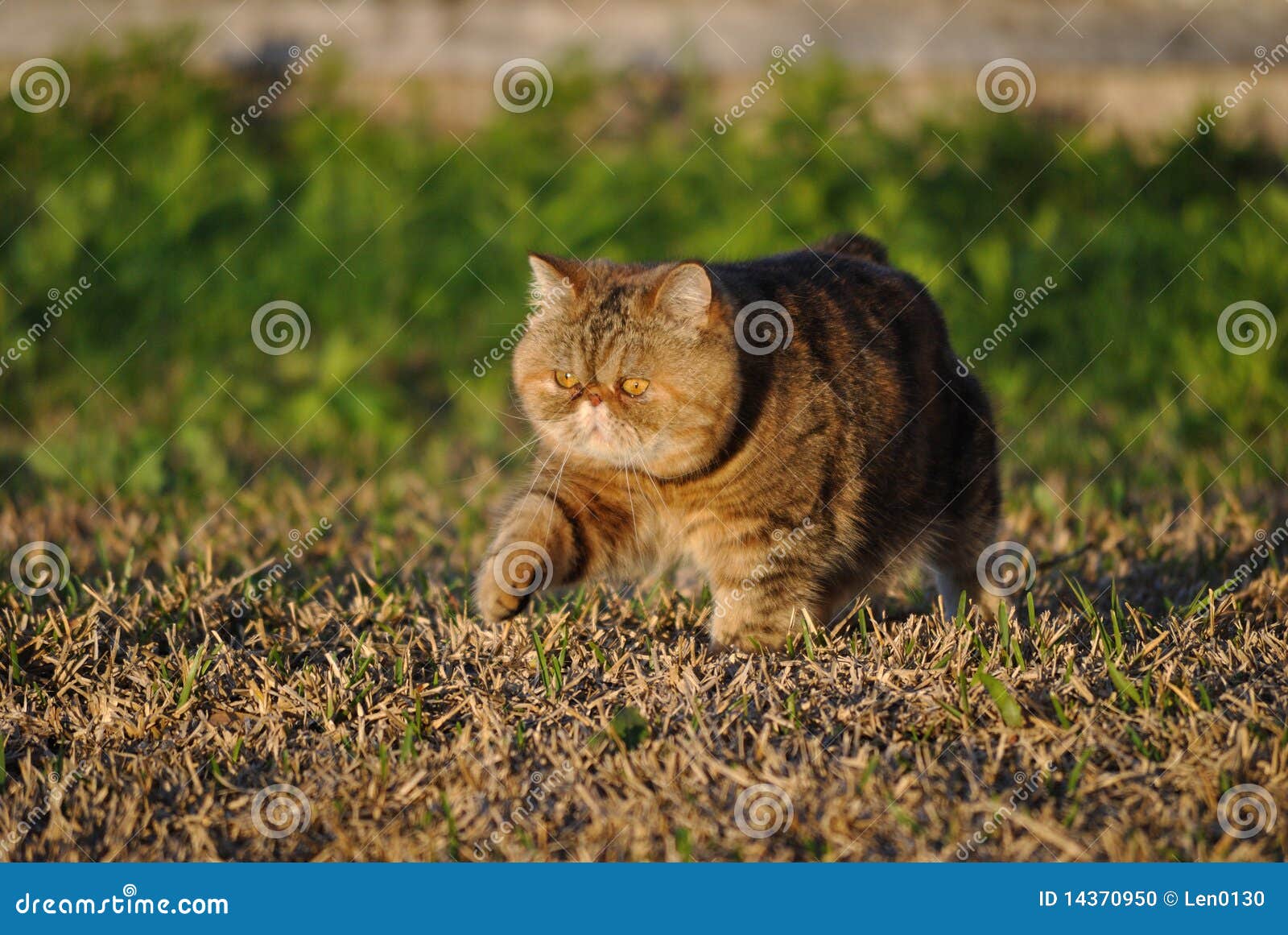 beautiful exotic shorthair cat