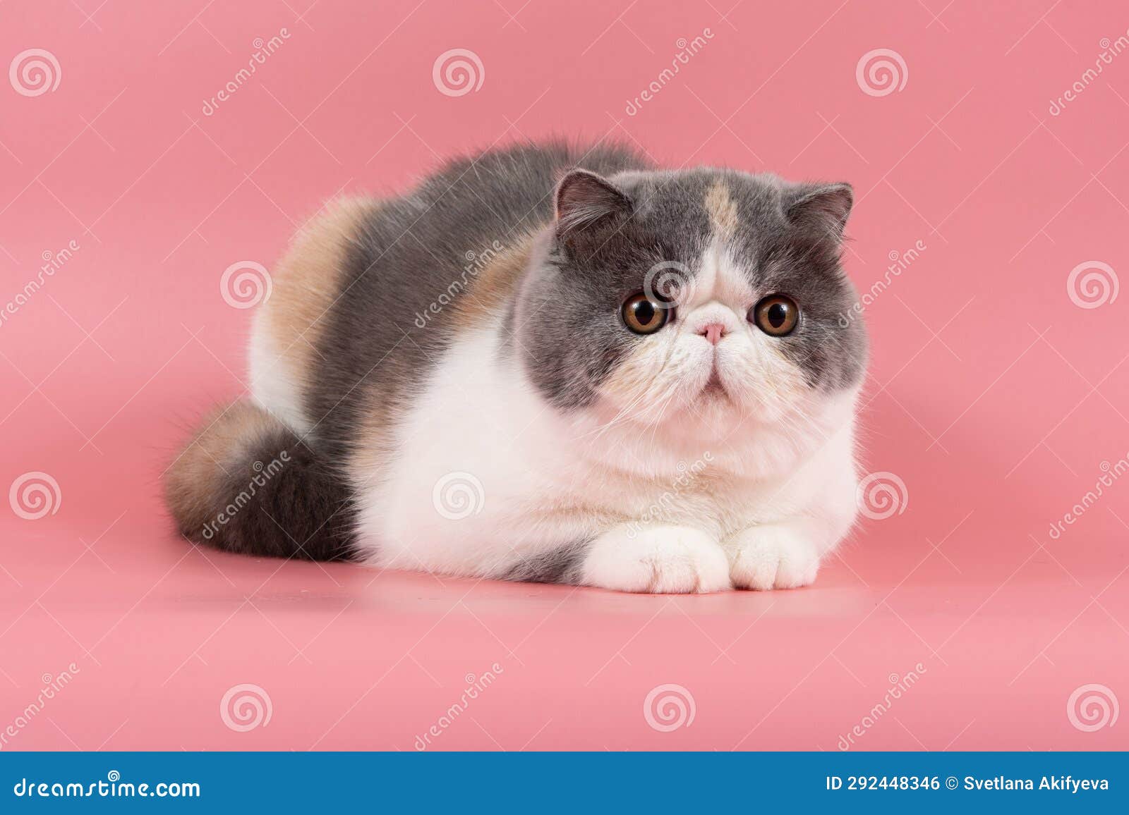 beautiful exotic shorthair cat lies on pink studio background