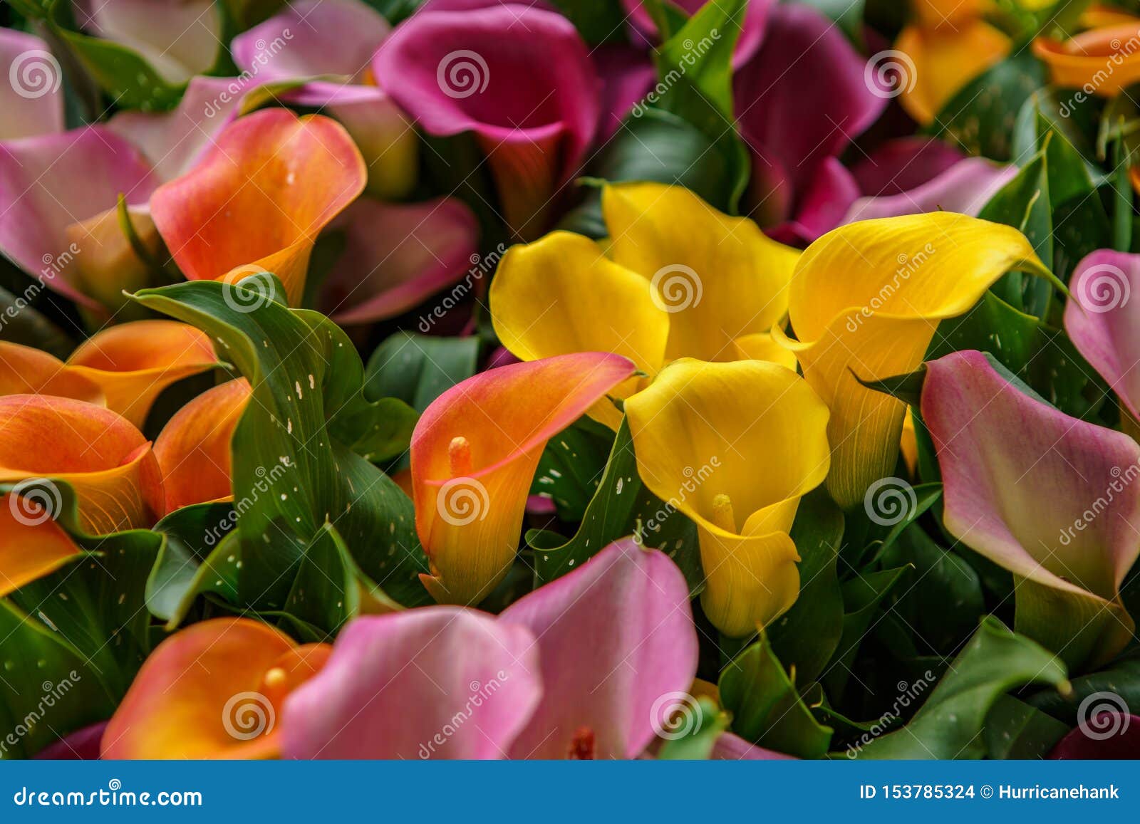 Beautiful Exotic Tulip Flowers Cultivated in Netherlands Garden Stock ...