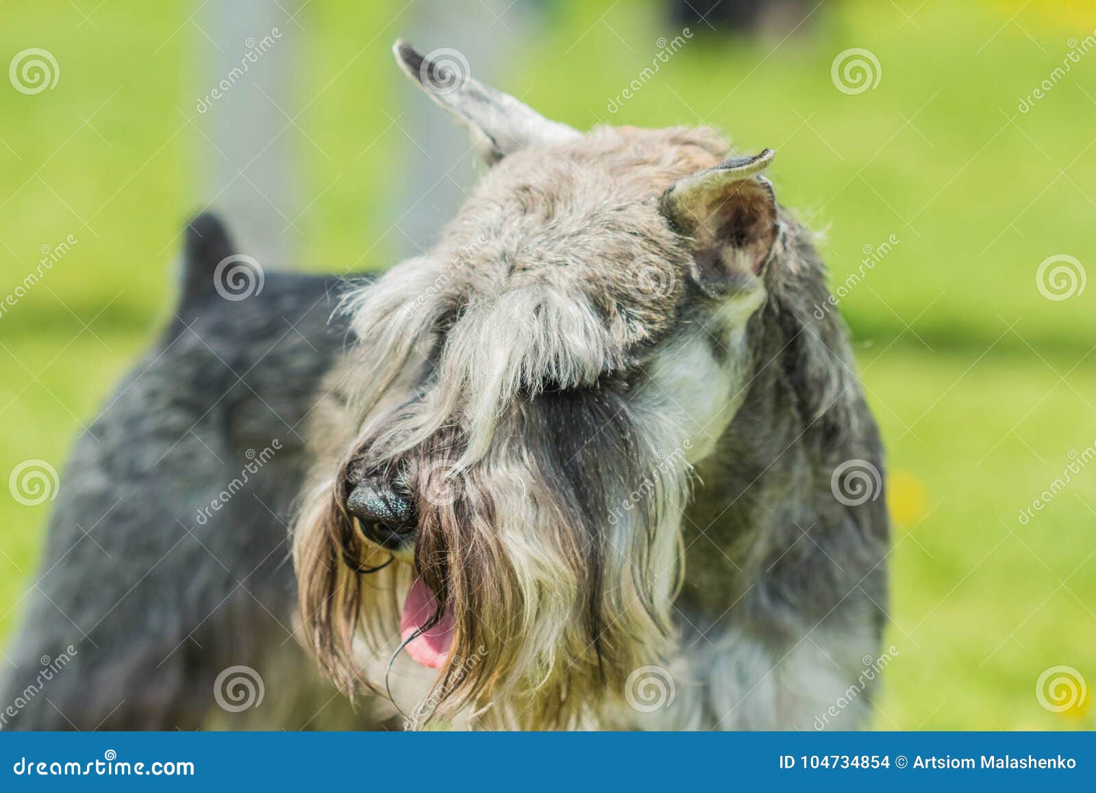 miniature schnauzer eyebrows