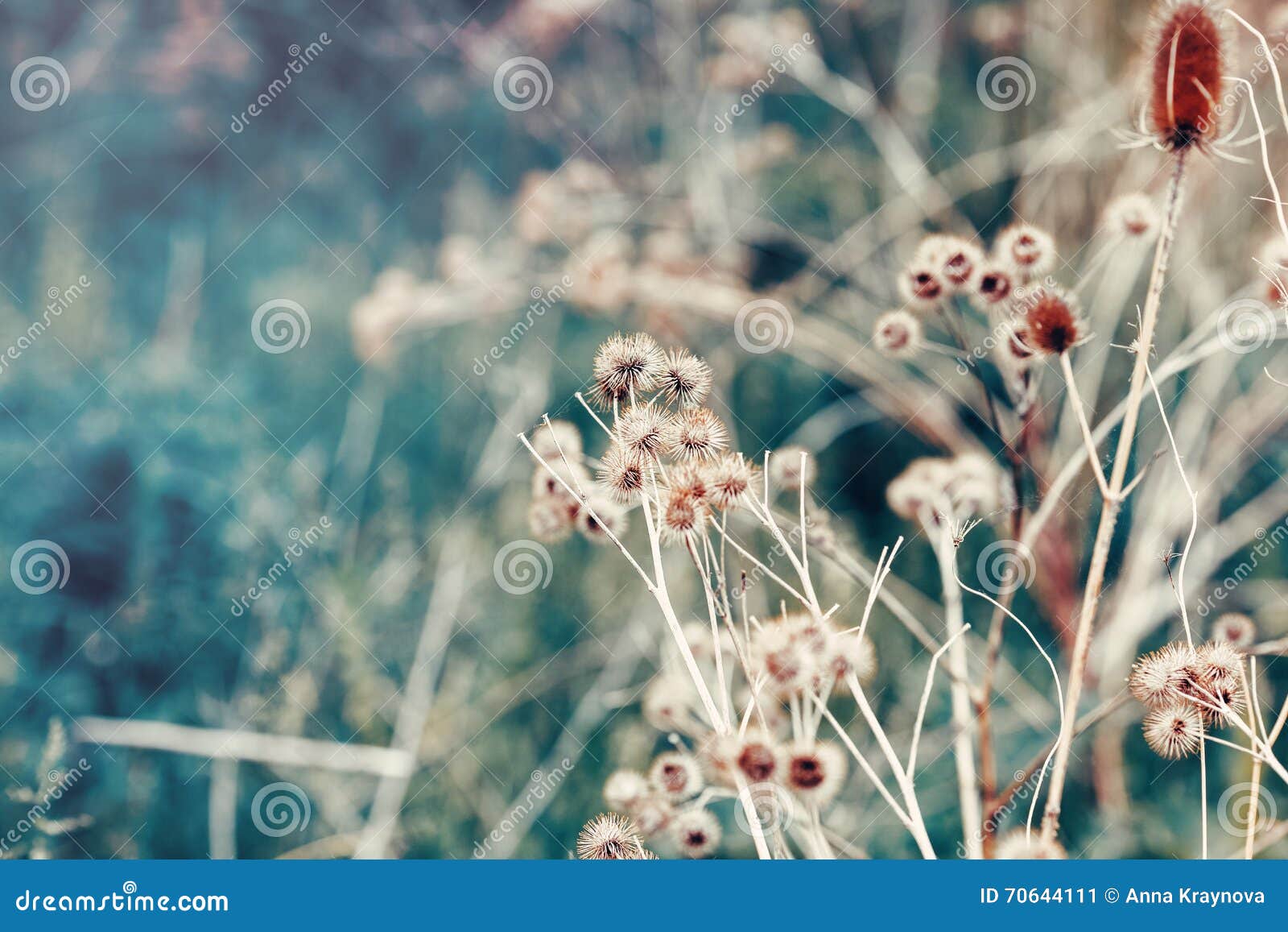 beautiful fairy dreamy magic burdock thorns, toned with instagram vsco filter in retro vintage color pastel washed out style