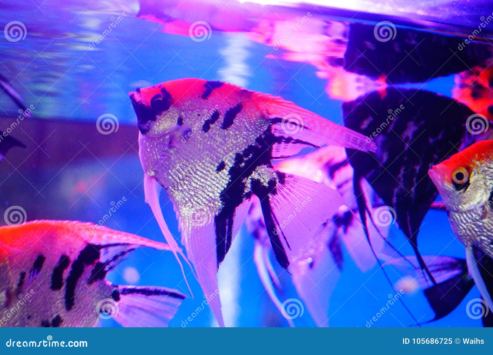 beautiful fairy fish at the aquarium