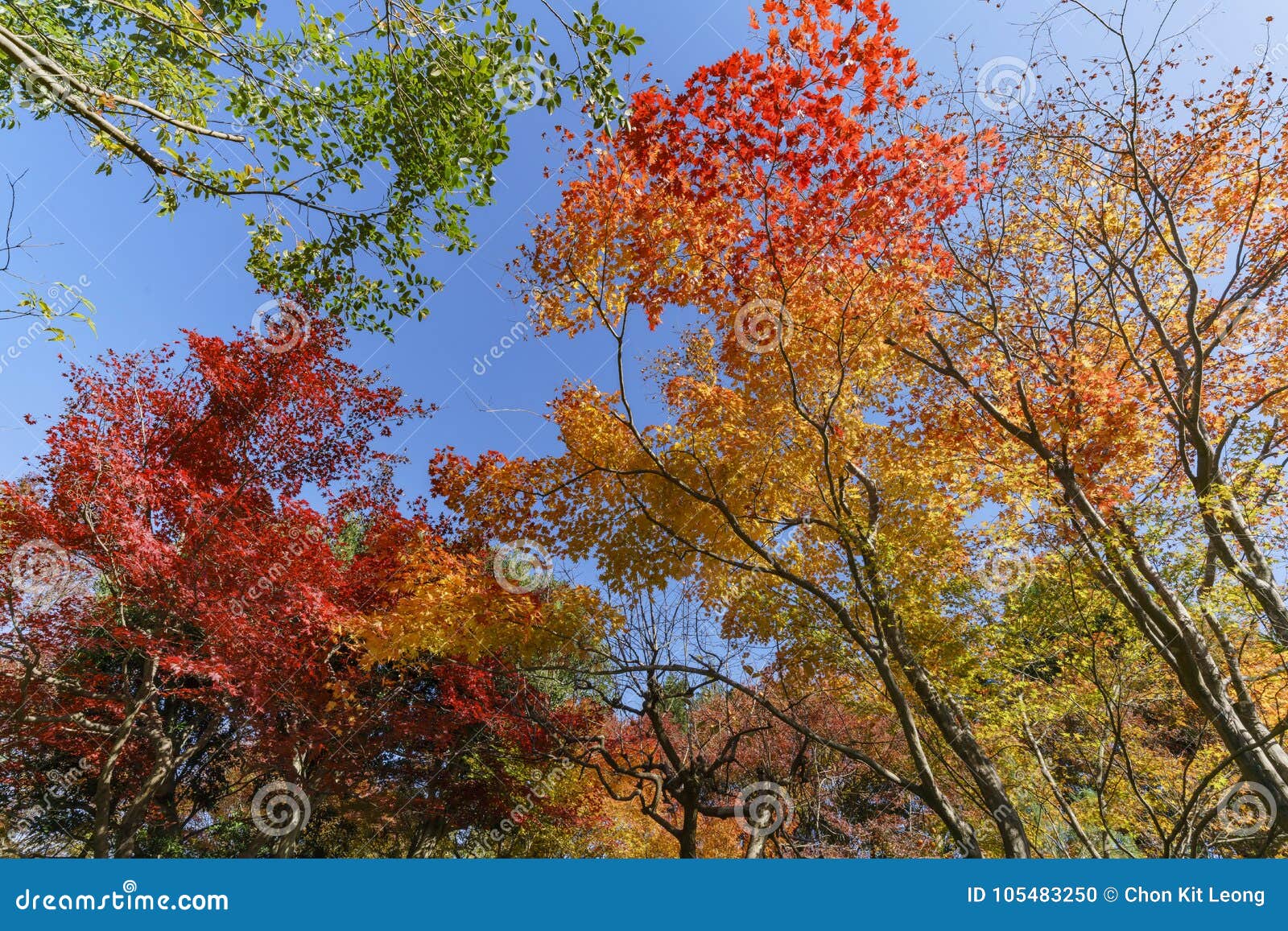 Beautiful Fall Color at Arashiyama Stock Photo - Image of landmark ...