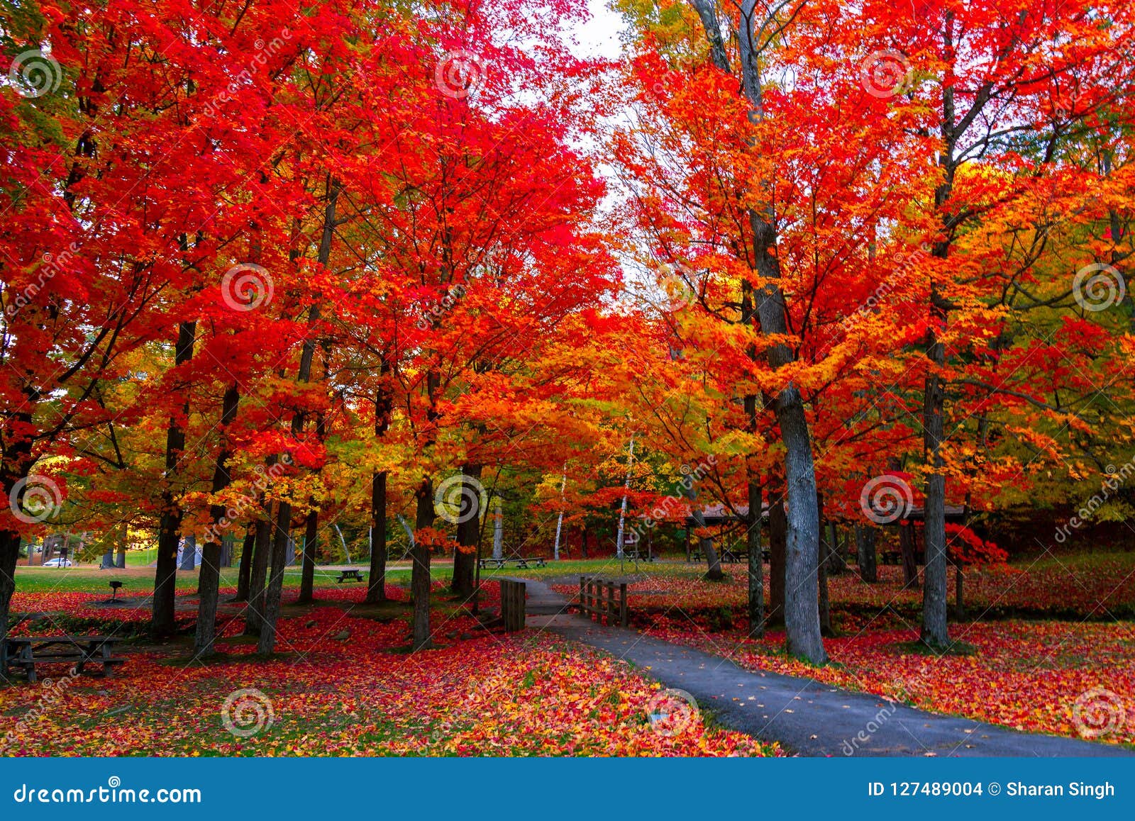 beautiful fall foliage autumn colors in the northeast usa