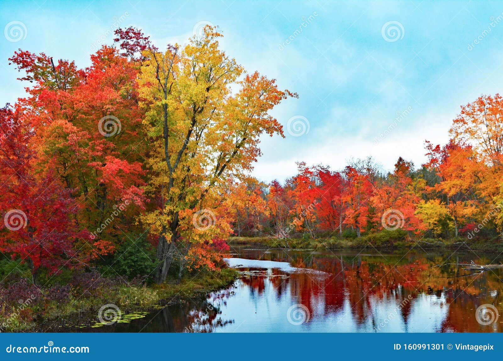 Gorgeous Fall Sugar Maple Trees With Reflection In A Lake Stock Image