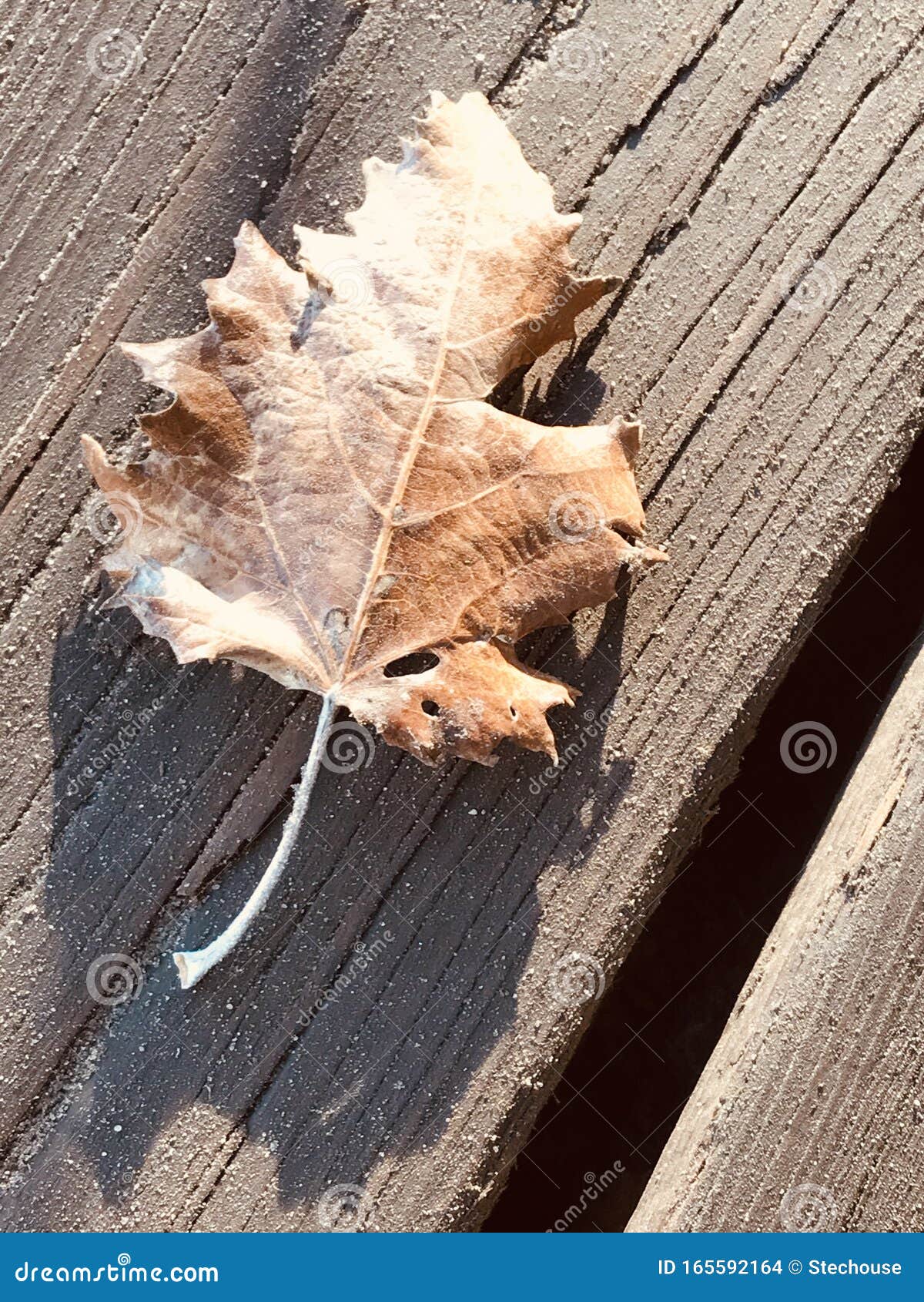 A Beautiful, Fallen Leaf is Covered with a Light Coating of Frosting