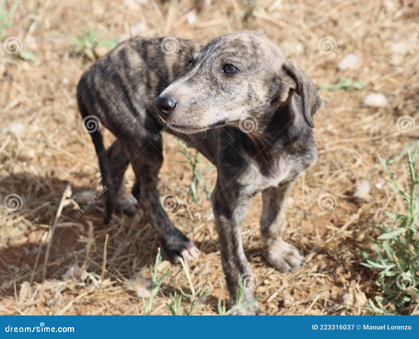 beautiful fast spanish greyhound dog energy hunting race