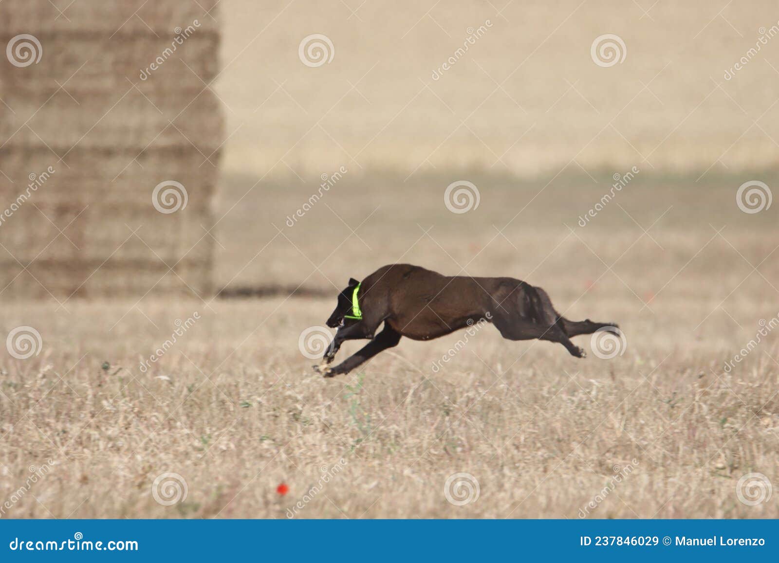 beautiful fast spanish greyhound dog energy hunting race