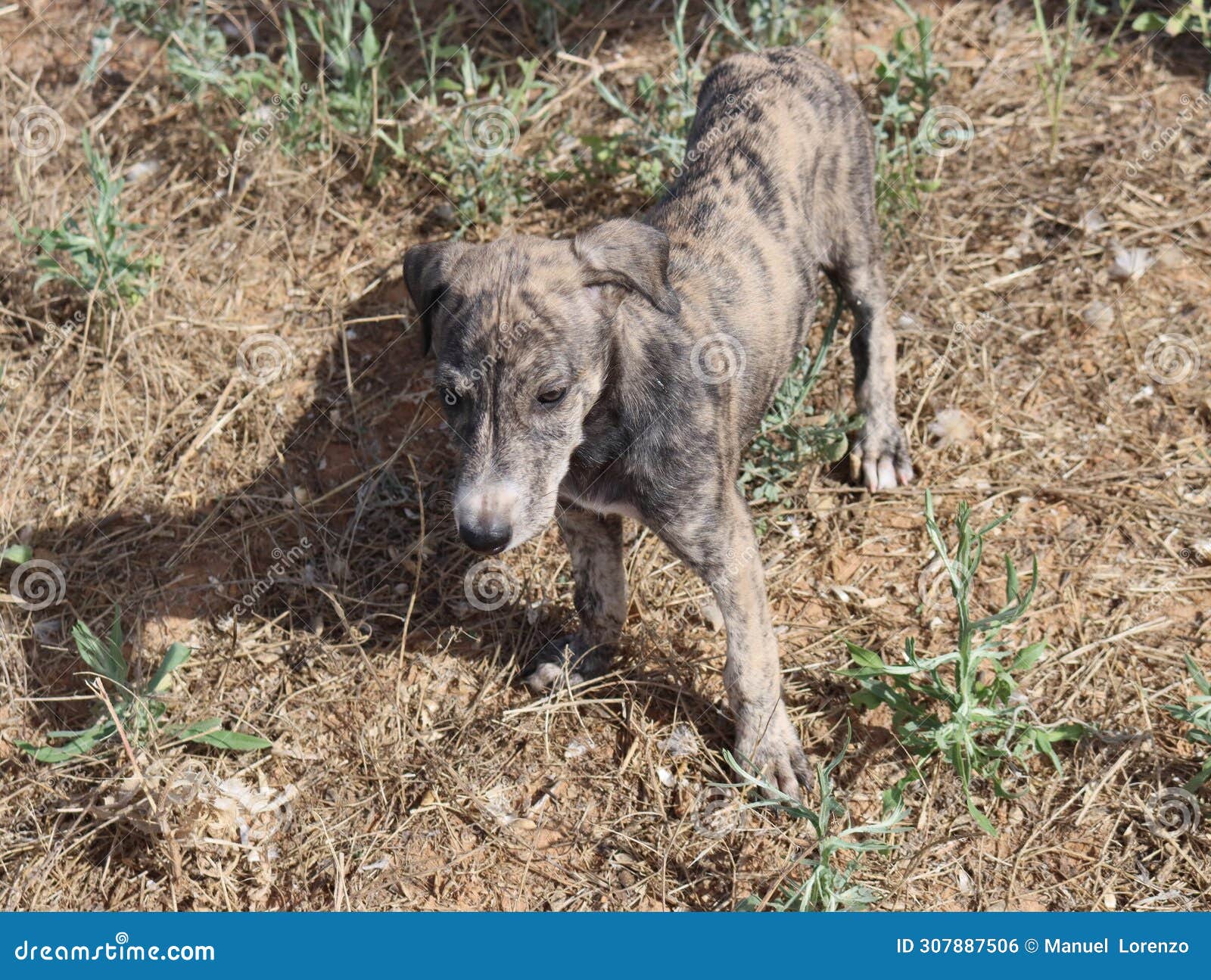 beautiful fast spanish greyhound dog energy hunting race